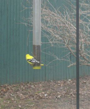 ♪♪ yellow bird ... ♪♪