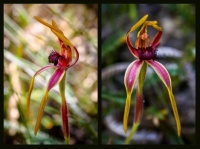 Reaching Spider, Greenbushes - side and front view of same or orchid.