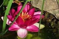 Water lily with inhabitant