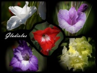 Gladiolus - So Many Nice Colors!