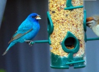 Indigo Bunting and Chipping Sparrow - Feeding TIme