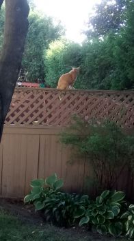 Grand cat Pete on the fence