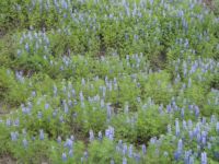 Wild Lupine Flowers