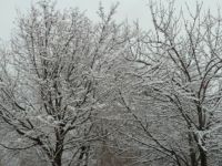 snow on oak & cherry trees