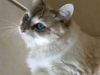 Blue Eyed Beauty