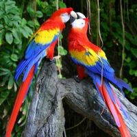 Kissing Macaws