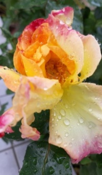 Die letzte Rose