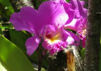 Orchids - in my neighbour's garden.