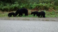 Mama bear with 3 cubs