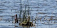 White-faced Ibis