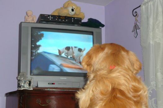 Reilly Watching "It's Me or the Dog"