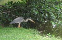 Grey heron
