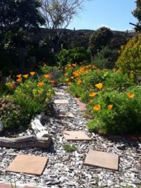 California Poppies in my garden