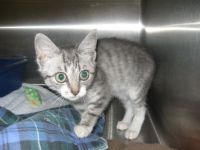 Another cutie from the SPCA