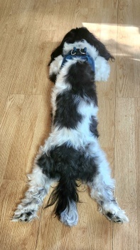 Back view of Hunter resting . . .