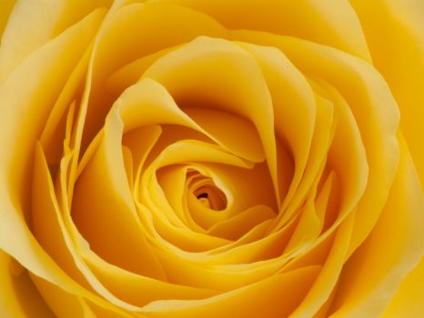 yellow rose  close up -hard