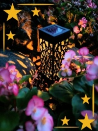 🌙Night 🌟 in the garden🌙