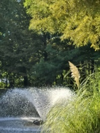 Pond & Fountain