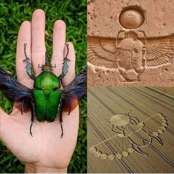 Winged Scarab