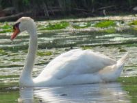 Swan