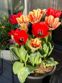 Tulips, basking in sunshine! 😊
