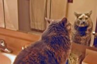 That cat looks like me ♥