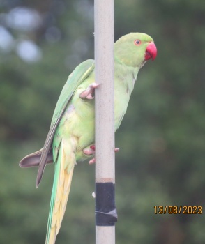 The pole Dancing Parakeet.