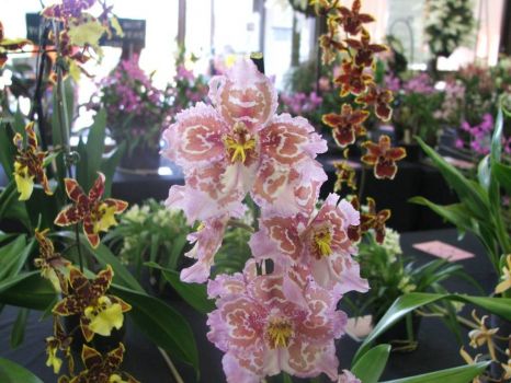 Prize Orchids