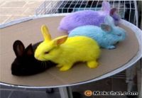Rabbits