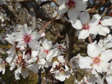 Spain: Almond tree, blossoming in white 4