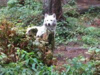 White Wolf North West  Trek