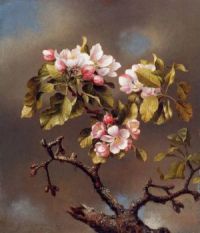 Branch of Apple Blossoms Against a Cloudy Sky Martin Johnson Heade