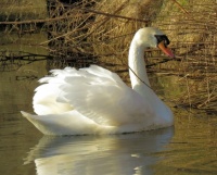 mute swan (knobbelzwaan)