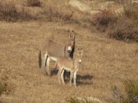 Mother with young burro