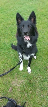 Pippa 8 month old 13.7.24