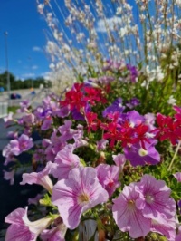 Flowers in Gothenburg