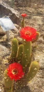 Red Cactus Flowers 1