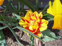 Dwarf Tulip