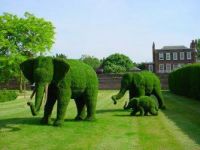 Green Elephants