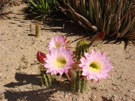 Arizona cactus #2