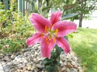 fragrant stargazer lily