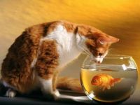 Goldfish Goldcat