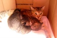 Back with her babies