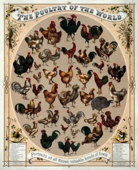 The Poultry of the World, 1868