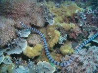 Belcher's sea-snake
