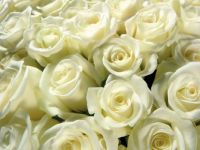 white roses- hard