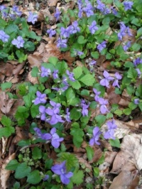 The first violets of the year