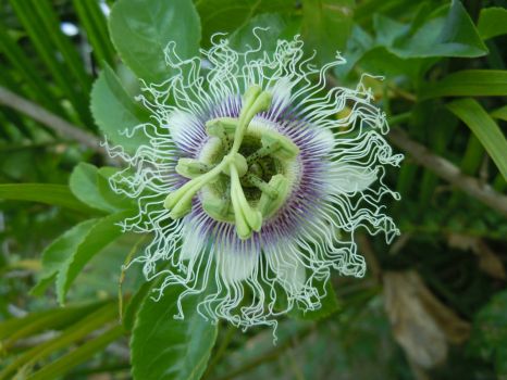 passionflower, Madagascar