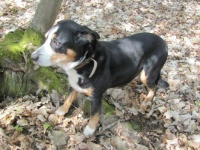 Bruno