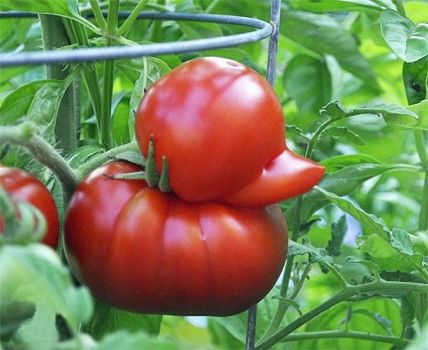 A Tomato likes to be a Duck